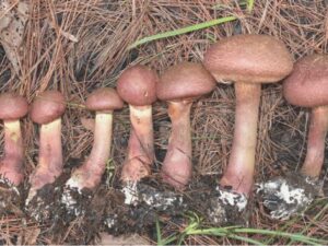 Boletellus emodensis