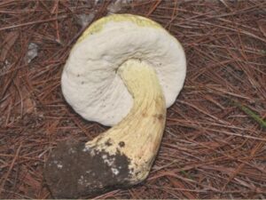 Boletus tylopilopsis