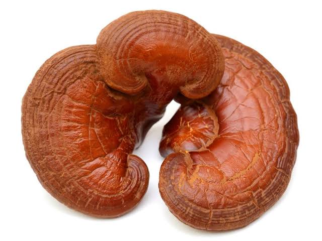 Những Loài Nấm Có Giá Trị Cao Trong Ẩm Thực và Y Học